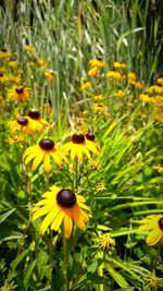 Close-up of bee pollinating flower