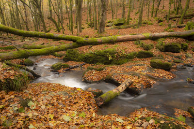 Stream flowing in forest during autumn