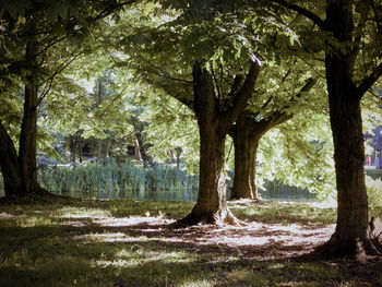 Trees on landscape