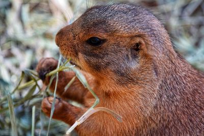 Close-up of squirrel