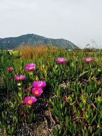 Flowers growing in field