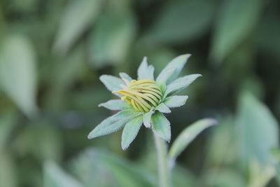 Close-up of flower blooming outdoors