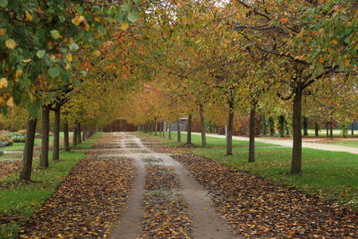 Footpath amidst trees in park during autumn