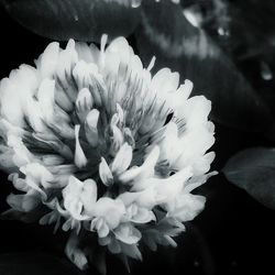 Close-up of white flowers