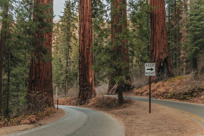 Road amidst sequoias