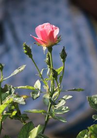 Close-up of rose plant