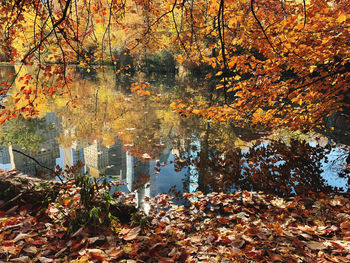 Sunlight falling on dry leaves during autumn