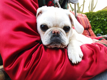 Portrait of dog relaxing on bed