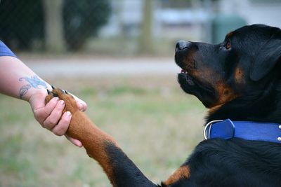 Cropped hand holding dog paw in yard