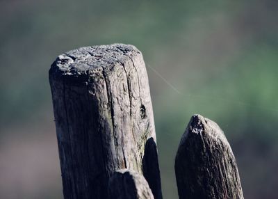 Close-up of wooden post