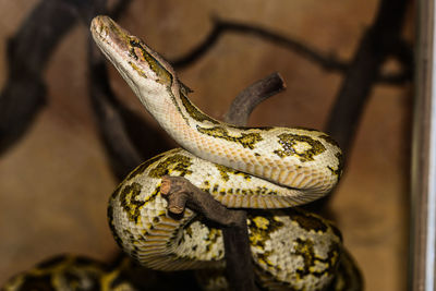 Close-up of lizard