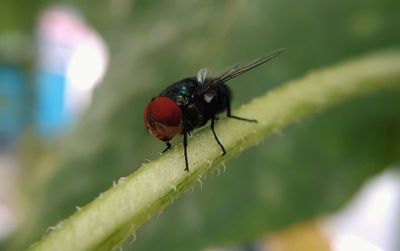Close-up of insect on plant