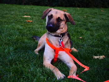 Portrait of dog on grass