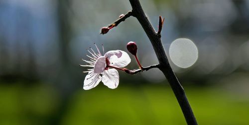 Close-up of white flowering plant