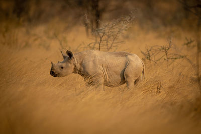 Baby black rhino stands in long grass