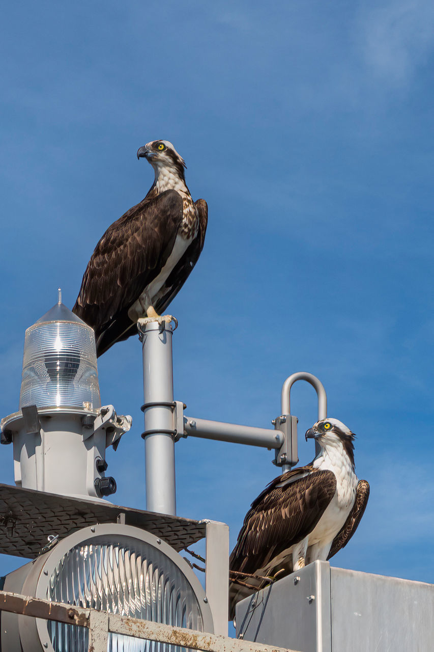 Balbuzard Bird Water City Animal Themes Sky Architecture Bird Of Prey Perching Hawk - Bird Eagle Eagle - Bird