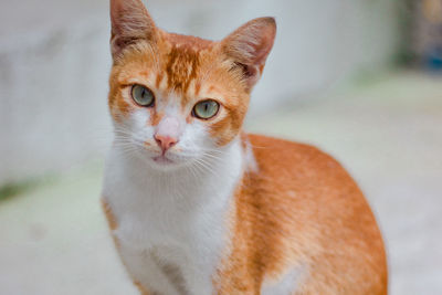 Close-up portrait of a cat