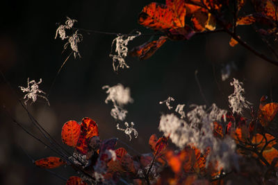 Close-up of orange flowering plant leaves during autumn