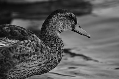 Close-up of seagull