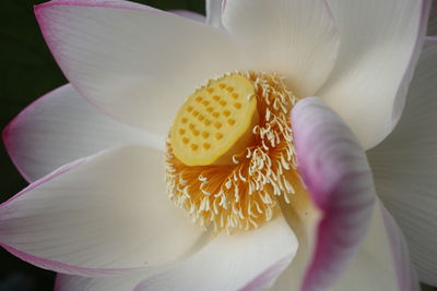 Close-up of white  flower