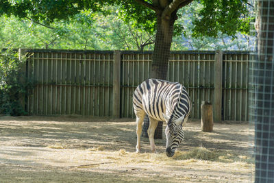 View of a horse in zoo