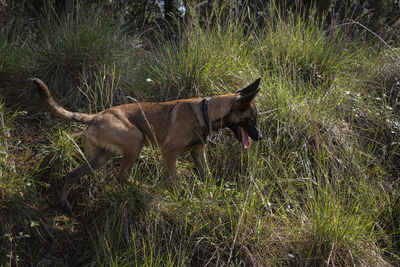 Belgian shepherd puppy searching among tall grasses