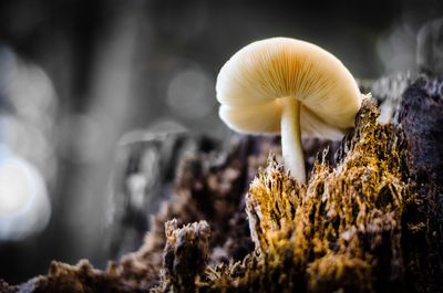 Close-up of mushrooms