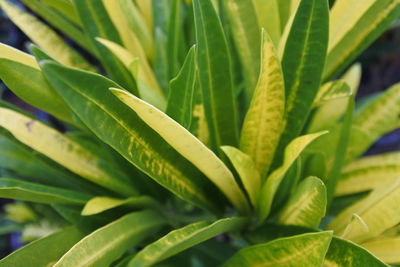 Close-up of plant on field