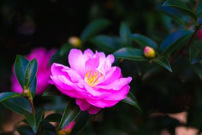 Close-up of pink flowers