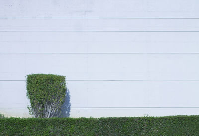 Green plant against white wall