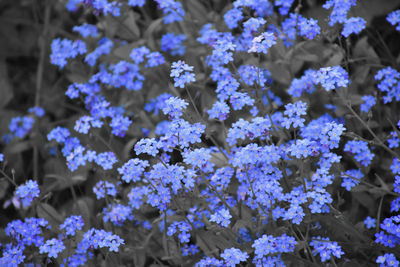 Close-up of purple flowering plants