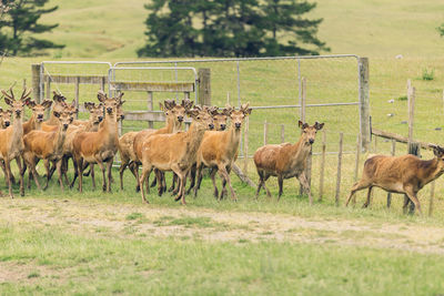 Sheep on field