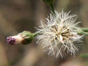 Close-up of wilted dandelion flower