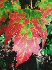 Close-up of leaves on plant