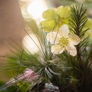 Close-up of white flowering plants on field