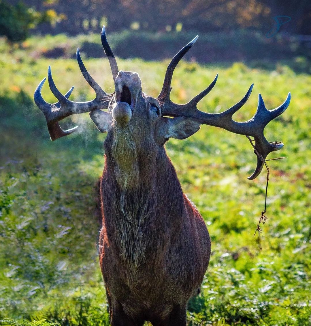 antler, animal themes, animals in the wild, stag, no people, animal wildlife, mammal, one animal, nature, outdoors, day, close-up