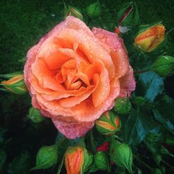 Close-up of wet rose blooming outdoors