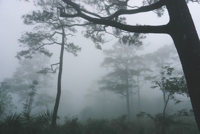 Trees in forest during foggy weather