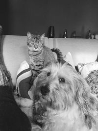 Dog sitting on sofa at home