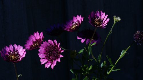 Close-up of pink flowering plants against black background