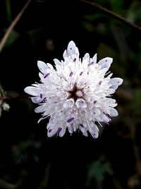 Close-up of flowers blooming