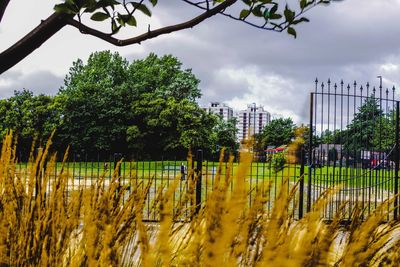 Plants growing on field against sky