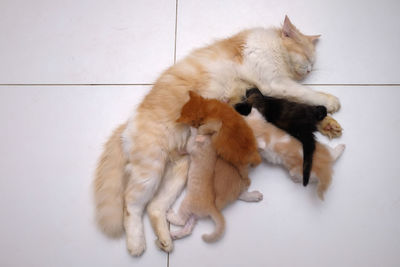 High angle view of cats on floor