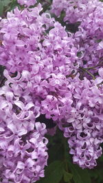 Close-up of pink flowers