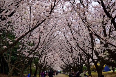 Cherry blossoms in park