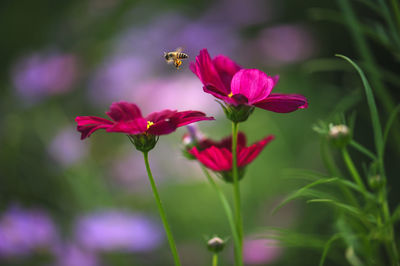 Close-up of pink flowering plant