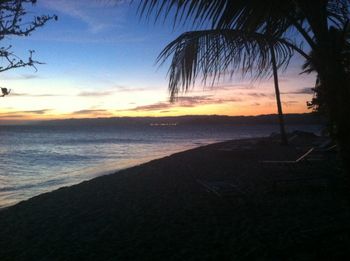 Palm trees at sunset