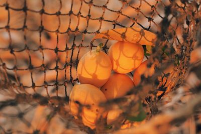 High angle view of oranges in net