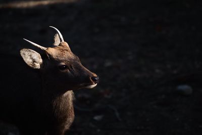 Close-up of deer standing on field