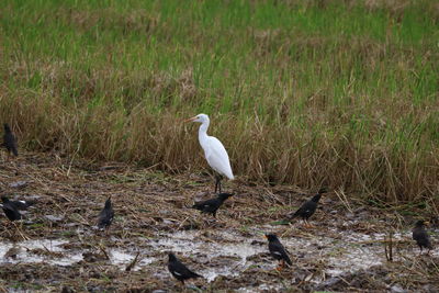 Bird perching on a field